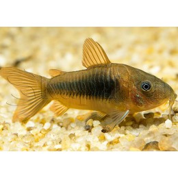 Коридорас бронзовый (золотой)