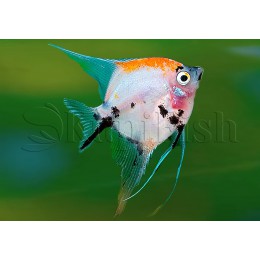 Скалярия Кои