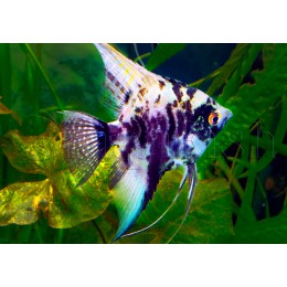 Скалярия Мраморная